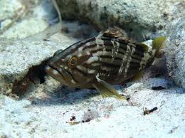 Image result for Epinephelus costae