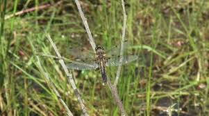 Attēlu rezultāti vaicājumam “Libellula quadrimaculata larva”