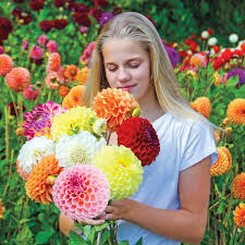 Image result for Dahlia x pinnata `Decorative Giants`