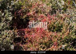 Attēlu rezultāti vaicājumam “Cuscuta epithymum subsp. trifolii flower”
