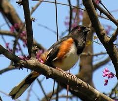 Image result for Pipilo erythrophthalmus