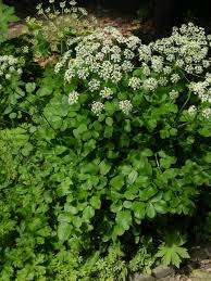 Attēlu rezultāti vaicājumam “Laserpitium latifolium leaf”