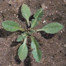 Attēlu rezultāti vaicājumam “Capsella bursa-pastoris leaf”