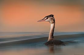 Attēlu rezultāti vaicājumam “Podiceps cristatus juvenile”