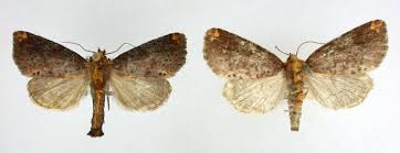 Attēlu rezultāti vaicājumam “Badhamiopsis ainoae sessile”