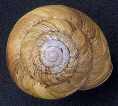 Attēlu rezultāti vaicājumam “Mollisia uda”