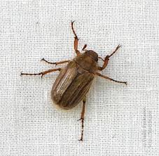 Attēlu rezultāti vaicājumam “Amphimallon solstitiale imago”