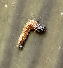 Attēlu rezultāti vaicājumam “Pyralididae”