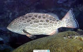 Image result for Mycteroperca olfax