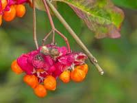Attēlu rezultāti vaicājumam “Laserpitium pruthenicum”