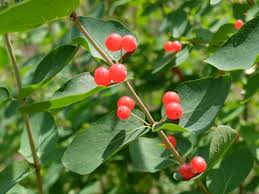 Attēlu rezultāti vaicājumam “Lonicera tatarica leaf”