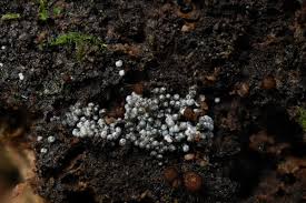 Attēlu rezultāti vaicājumam “Lasiosphaeria ovina”