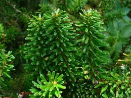 Attēlu rezultāti vaicājumam “Abies koreana”