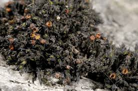 Attēlu rezultāti vaicājumam “Schistidium robustum”