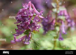 Attēlu rezultāti vaicājumam “Corydalis solida fruit”
