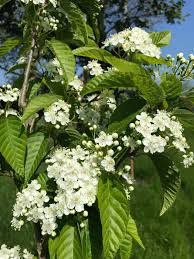Attēlu rezultāti vaicājumam “Sorbus alnifolia”