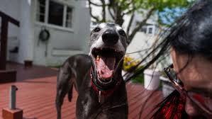 Image result for Reading Greyhound Track