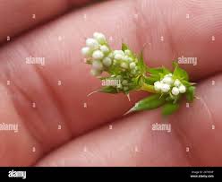 Attēlu rezultāti vaicājumam “Galium rivale flower”