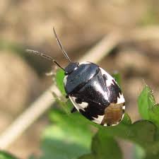 Attēlu rezultāti vaicājumam “Tritomegas bicolor imago”