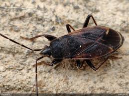 Attēlu rezultāti vaicājumam “Eremocoris plebejus”