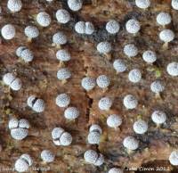 Attēlu rezultāti vaicājumam “Physarum leucophaeum sessile”