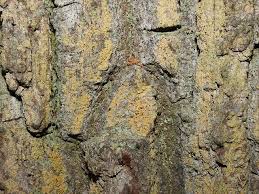 Attēlu rezultāti vaicājumam “Chaenotheca ferruginea”