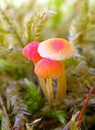 Attēlu rezultāti vaicājumam “Mycena acicula”