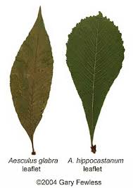 Attēlu rezultāti vaicājumam “Aesculus hippocastanum leaf”
