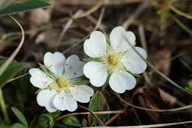 Attēlu rezultāti vaicājumam “Potentilla alba”