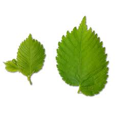 Attēlu rezultāti vaicājumam “Ulmus laevis leaf”