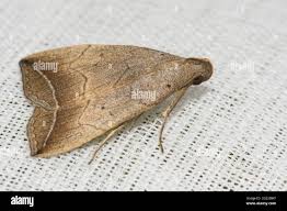 Attēlu rezultāti vaicājumam “Polypogon tentacularius male”