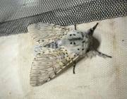 Attēlu rezultāti vaicājumam “Cerura vinula imago”