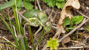 Attēlu rezultāti vaicājumam “Tettigoniodea”