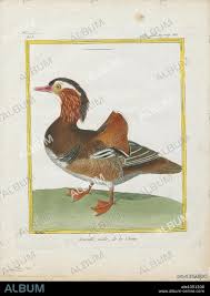 Attēlu rezultāti vaicājumam “Aix galericulata”