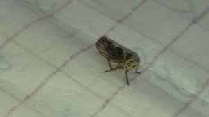 Attēlu rezultāti vaicājumam “Oncopsis sp.”