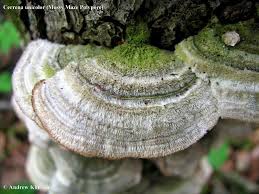 Attēlu rezultāti vaicājumam “Cerrena unicolor”