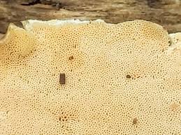 Attēlu rezultāti vaicājumam “Junghuhnia nitida”