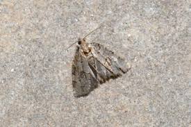 Attēlu rezultāti vaicājumam “Dichelia histrionana”