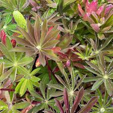 Attēlu rezultāti vaicājumam “Lupinus polyphyllus leaf”