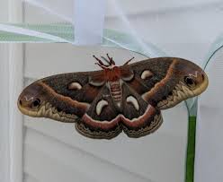 Attēlu rezultāti vaicājumam “Selenia dentaria larva”