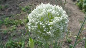 Attēlu rezultāti vaicājumam “Allium sativum”