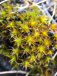 Attēlu rezultāti vaicājumam “Syntrichia”