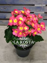 Image result for Бегония Элатиор 12х22 4601887072423