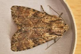 Attēlu rezultāti vaicājumam “Apamea epomidion”