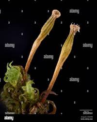 Attēlu rezultāti vaicājumam “Neckera complanata sporophyte”