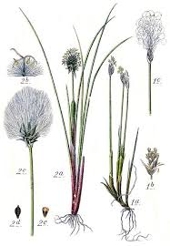 Attēlu rezultāti vaicājumam “Eriophorum gracile leaf”