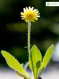 Attēlu rezultāti vaicājumam “Pilosella officinarum flower”