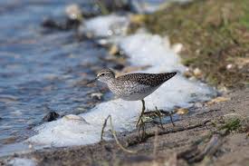 Attēlu rezultāti vaicājumam “Tringa glareola”