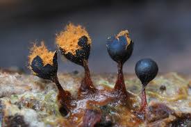 Attēlu rezultāti vaicājumam “Metatrichia floriformis stalked”