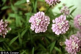 Image result for Iberis umbellata